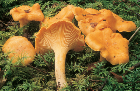 CANTHARELLUS
